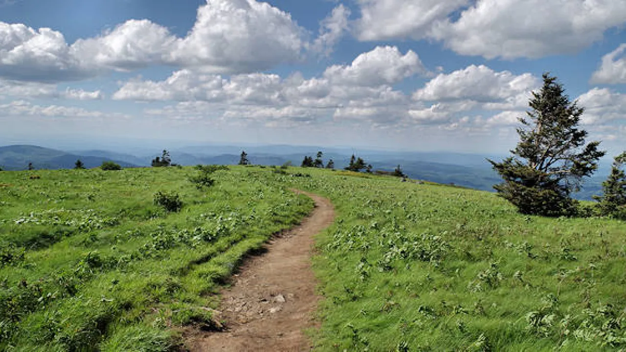 Roan mountain balds; well tread path leading away from the camera with short, scrubby plants along either side.